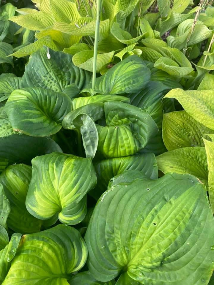 NEW 2026 Avocado GD