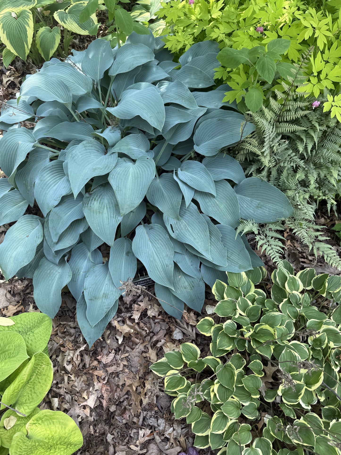 Indiana Blue GD