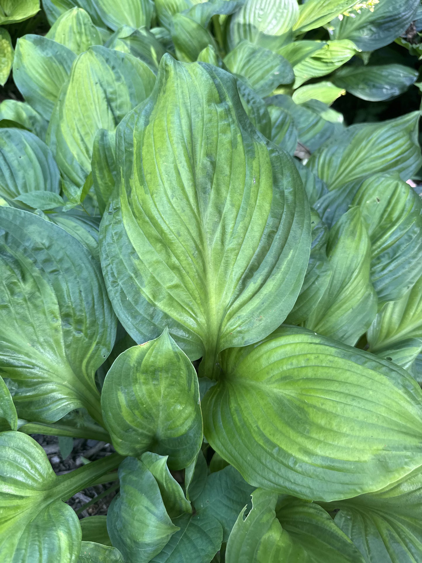 Potomac Glory HWD