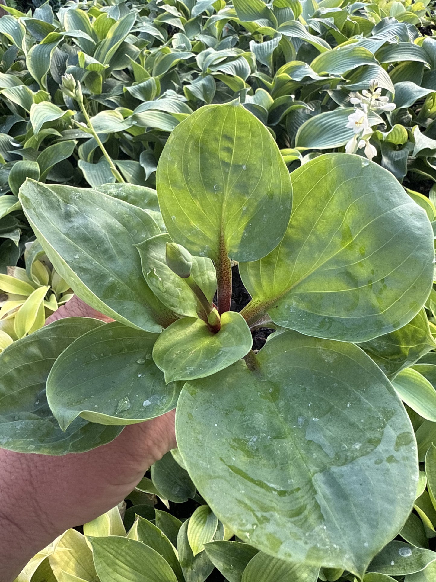 Hollywood Cabbage Patch Q