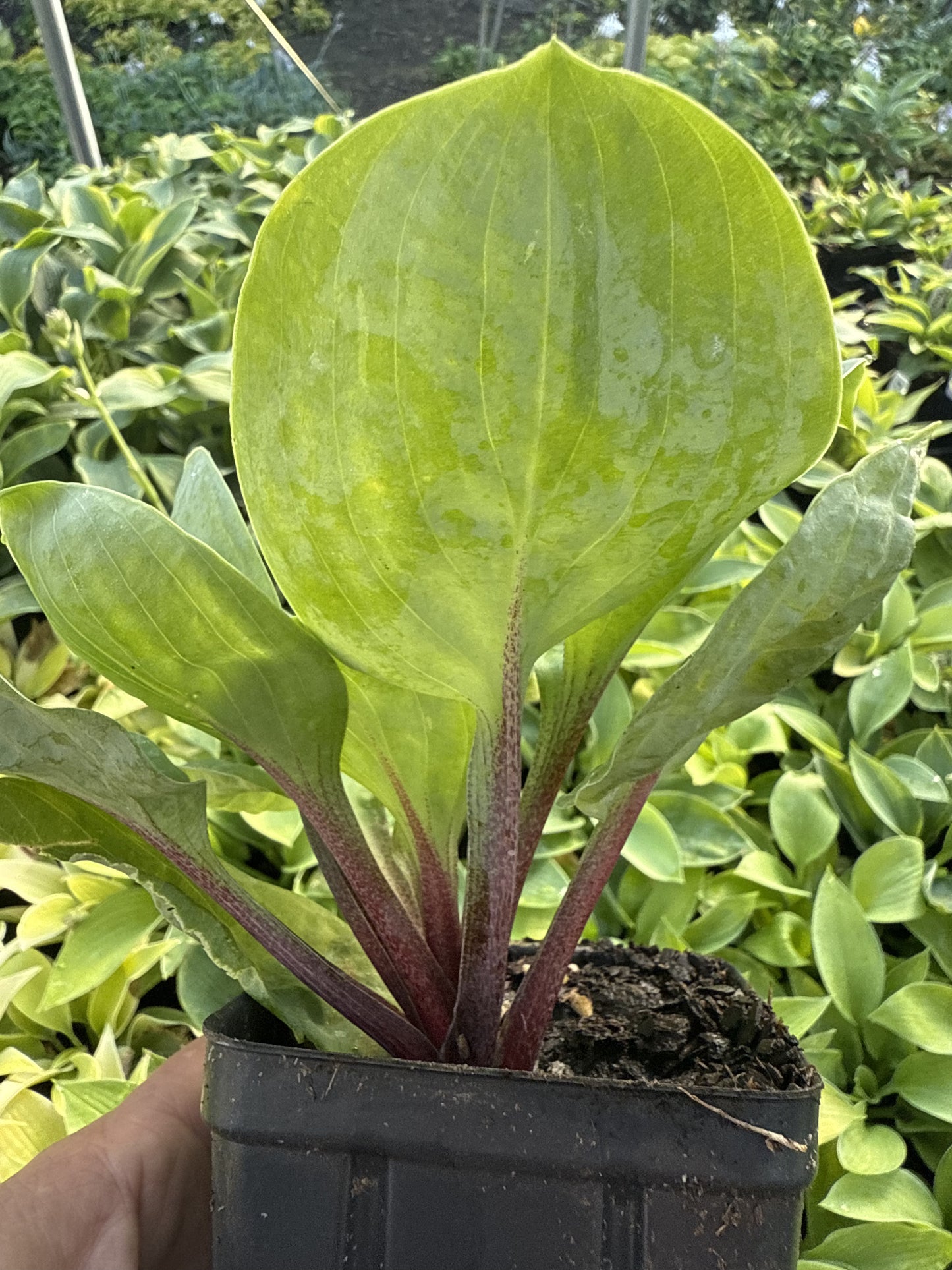 Hollywood Cabbage Patch Q
