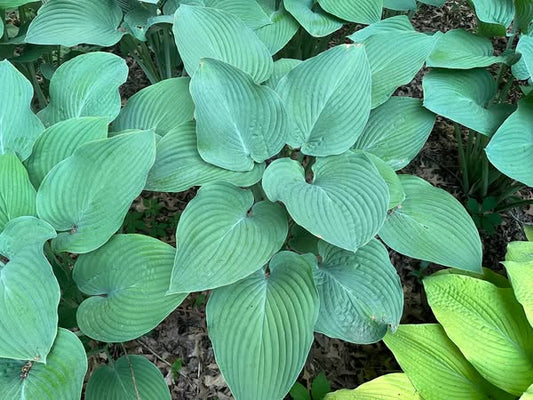 Rosedale Rip Van Winkle OS