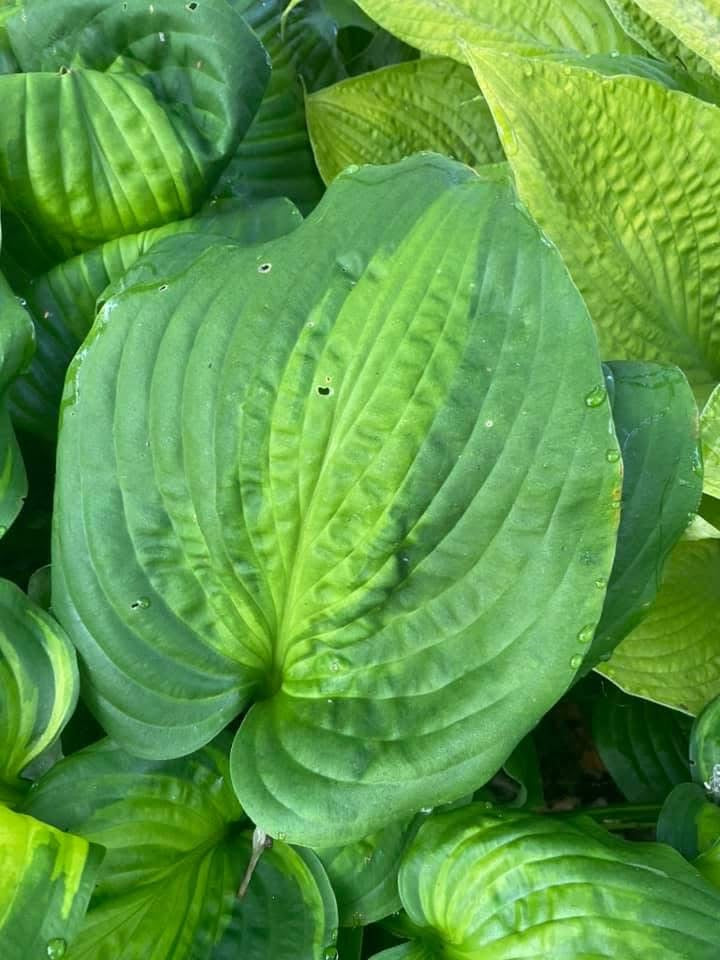 NEW 2026 Avocado GD