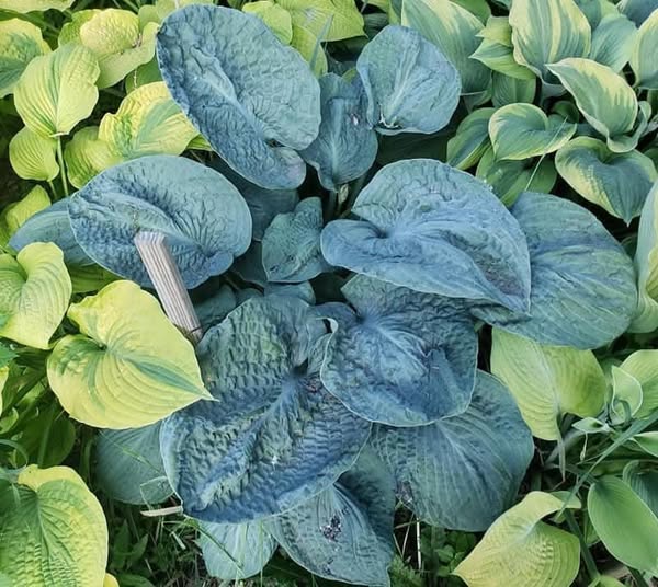 Blueberry Waffles. GD