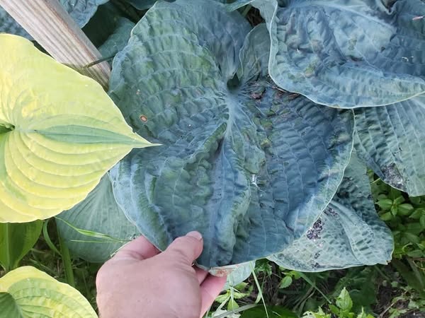 Blueberry Waffles. GD