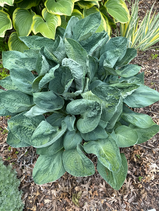 Blue Lettuce HWD & HWM