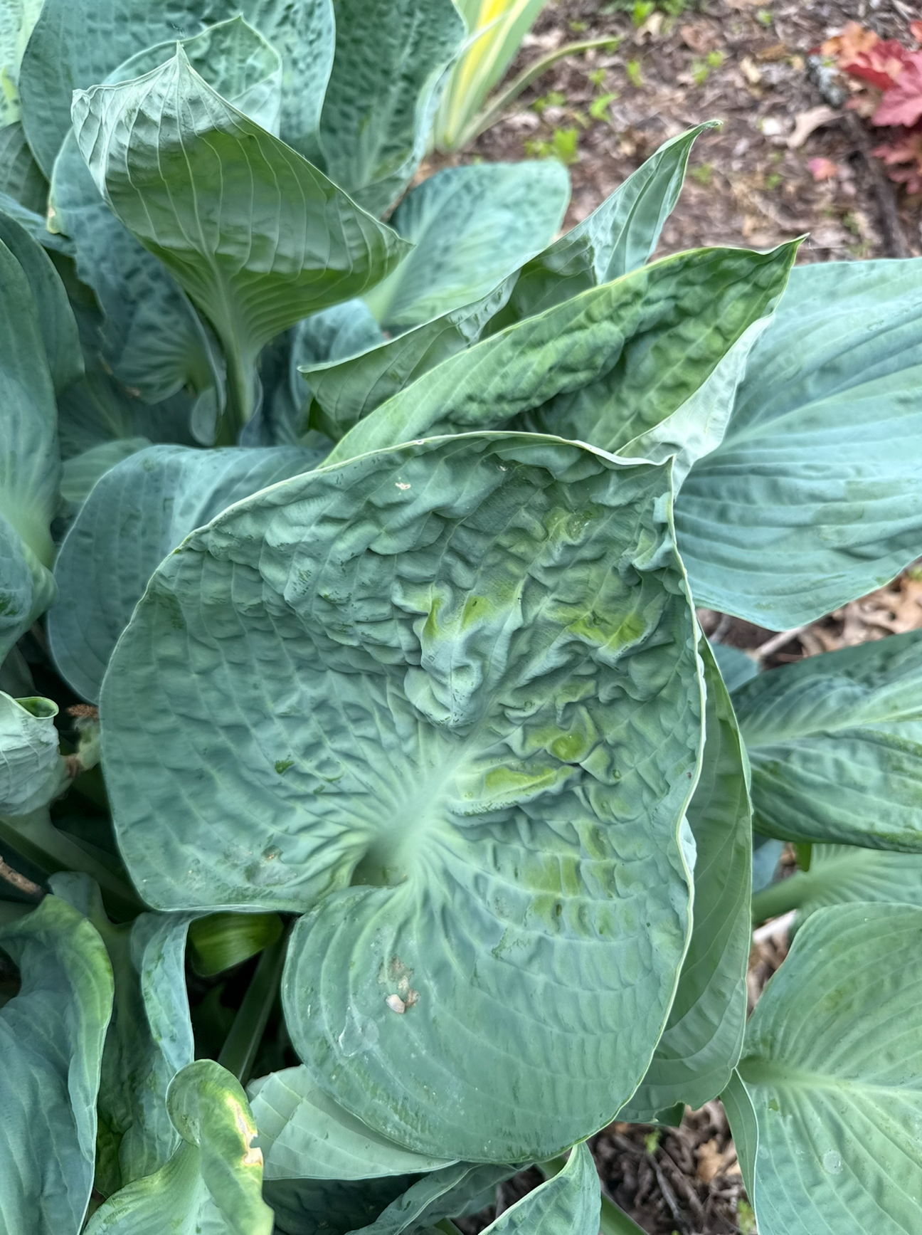Blue Lettuce HWD & HWM