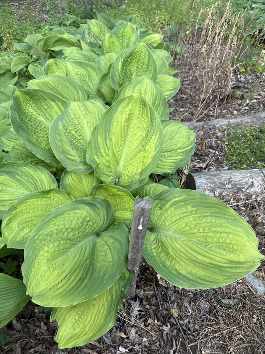 California Gold Rush HWD