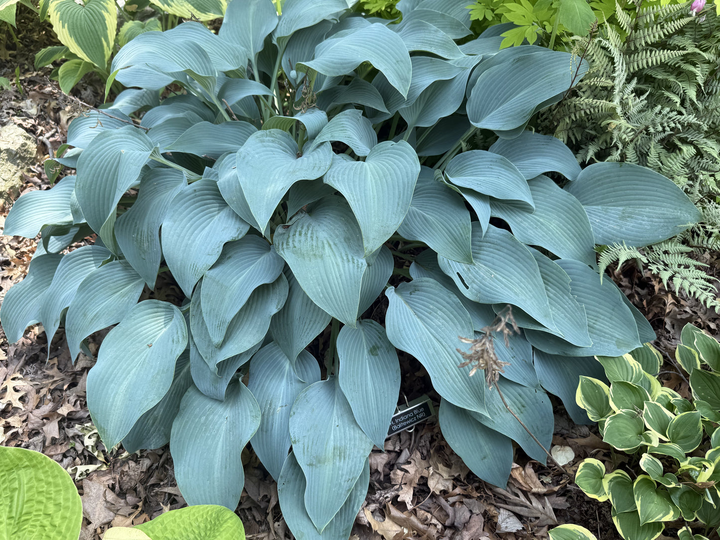Indiana Blue GD