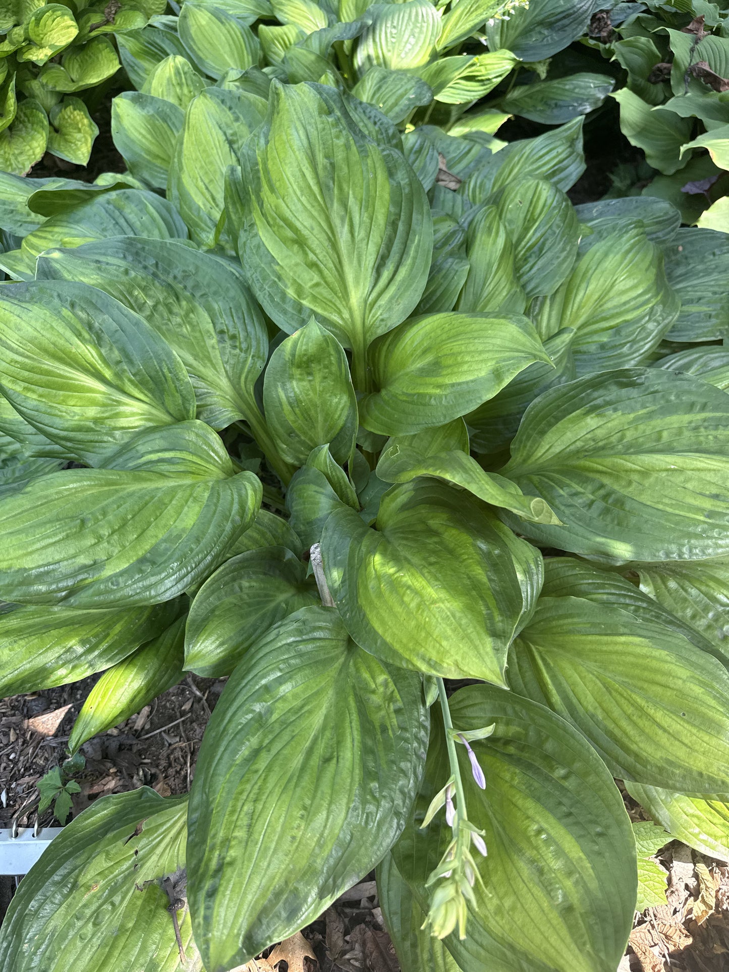 Potomac Glory HWD
